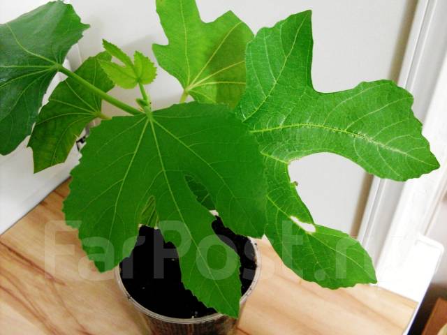 Инжир Петита Негра (Fig ‘Petite Negra’ ) - единственный комнатный сорт ...