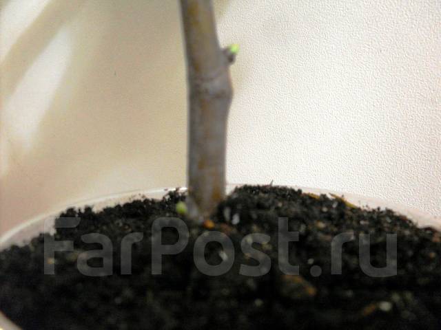 Инжир Петита Негра (Fig ‘Petite Negra’ ) - единственный комнатный сорт ...