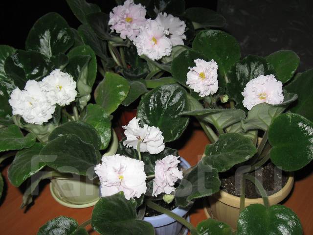 Фиалка Селекционная "Белая Королева" - Сад и огород во Владивостоке