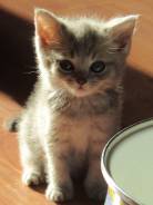 Шотландская прямоухая кошка.