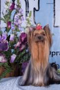 Йоркширский терьер.