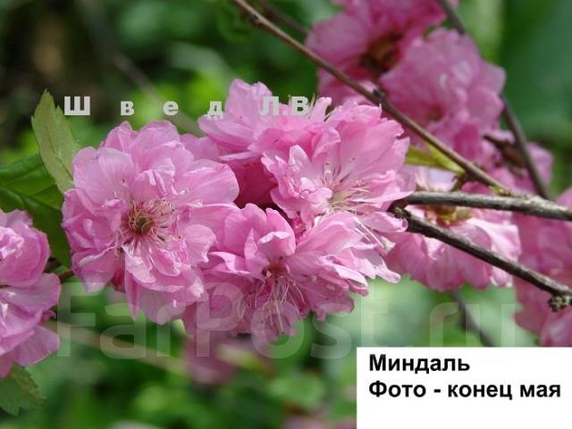 Саженцы декоративных растений, новый, в наличии в Артеме