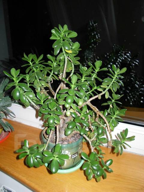 Какой для денежного дерева фото Крассула Овата - Crassula ovata (Денежное дерево), в наличии во Владивостоке