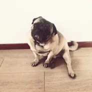 ����.