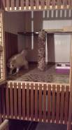 Гостинница для кошек " Чеширский КОТ " Принимает постояльцев