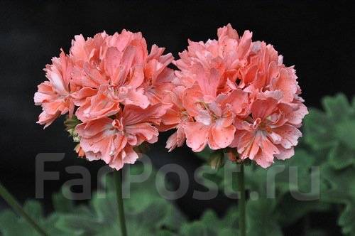 pelargonium in latvia🇱🇻🌸🍀 | Godshill - 6 € (стеллар)