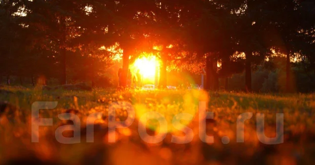 Sony Alpha DSLR-A230 ����