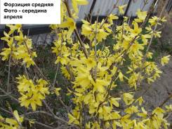 Форзиция.