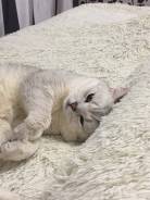 Британская короткошерстная кошка.