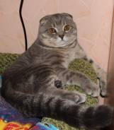 Шотландская вислоухая кошка.