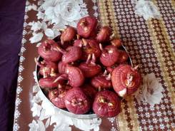 Гладиолус.