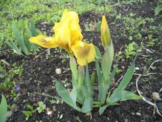 Ирис владивосток. Ирис низкий pastel charme. Ирис сибирский пеннивистл. Iris (p) 'pastel charme. Ирис владивосток.