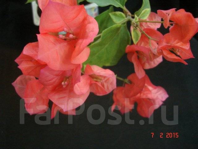 Бугенвиллия san diego red variegata фото