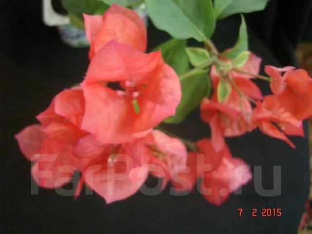 Фото бугенвиллия san diego red variegata