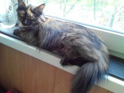 Кошки.