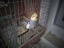 Попугаи Кореллы.