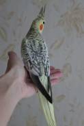 Попугаи Кореллы.