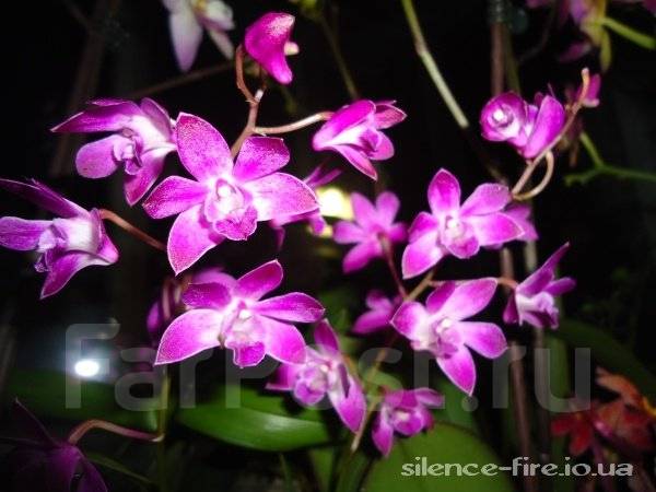 Уход за орхидеей Dendrobium kingianum