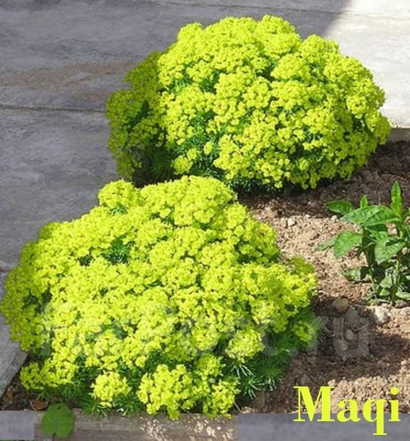 Молочай кипарисовый, новый, в наличии. Цена: 45₽ во Владивостоке