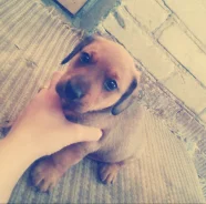 �����. ����