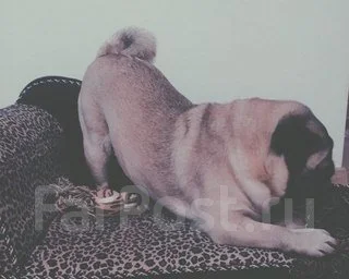 ����. ����