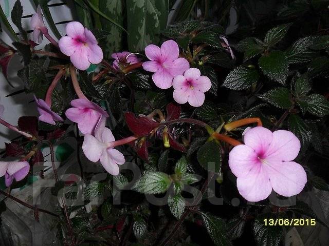 Фото ахименес peach blossom