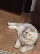 Британская кошка.