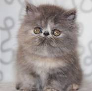 Персидская кошка.