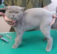 Стрижка кошек