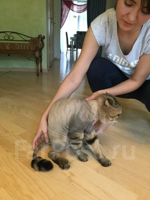 �������. ����