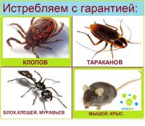 Профессиональное уничтожение тараканов, клопов, блох. Туманом.