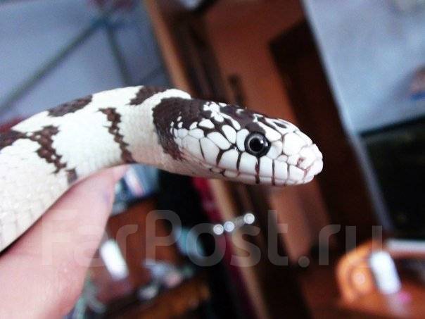 Молочная змея. Central American Milksnake.