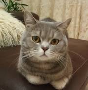 Шотландская кошка.