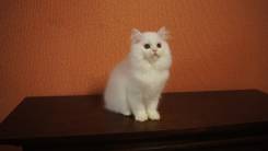 Шотландская прямоухая длинношерстная кошка.