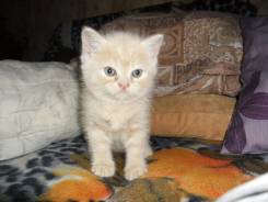 Шотландская прямоухая кошка.