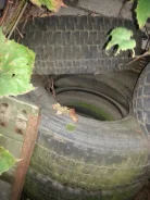 Bridgestone R220. ������, ��� �����, 2000 ���, 60�%, 3 ��