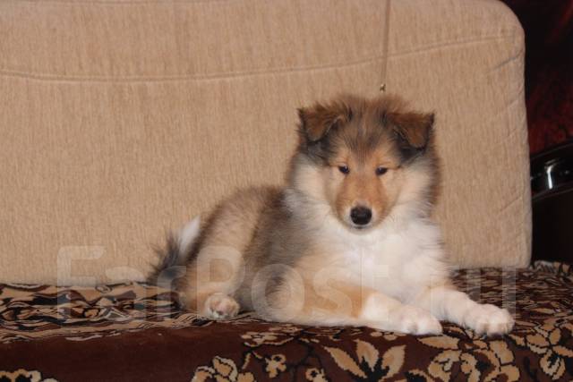Щенки колли в нижнем новгороде. Порода колли. Щенки колли фото 3 месяца. Щенки колли в нижнем новгороде. Щенки колли в нижнем новгороде.