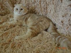Шотландская вислоухая кошка.