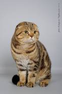 Шотландская вислоухая короткошерстная кошка.