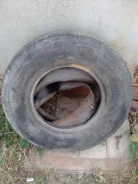 Bridgestone B249. ������, �/�, ����� 60 % ����