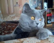 Вязка кошек.