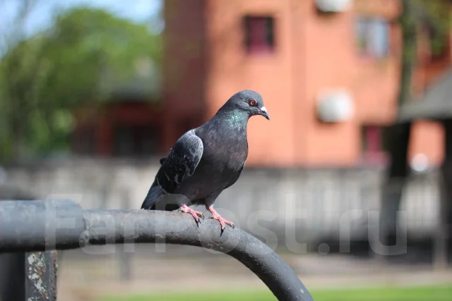 Canon EOS 600D Kit. 20 � ����� �� ����