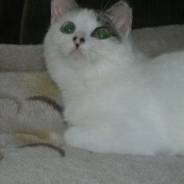 Кошки.