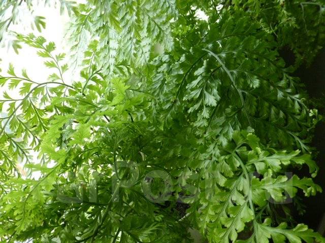 Папоротник - Живородящий, в наличии во Владивостоке