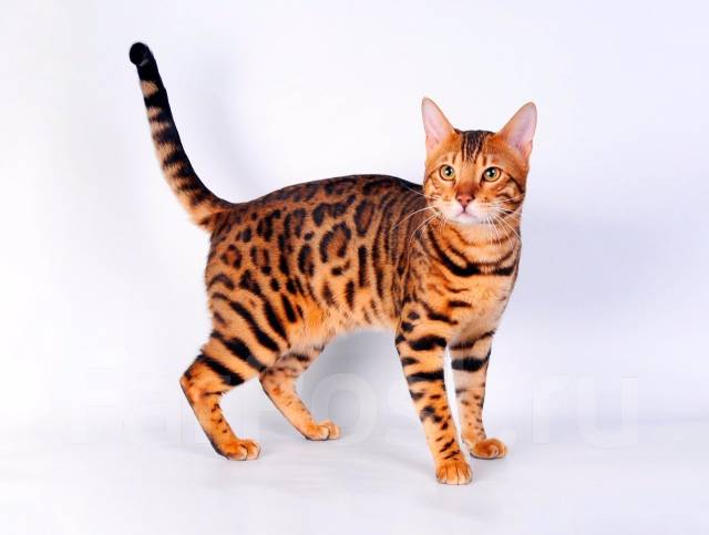 Бенгальский котенок / Тойгер - эксклюзивный котенок, в наличии в Хабаровске