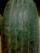 Bridgestone Turanza ER300. Летние, износ: 90%, 1 шт