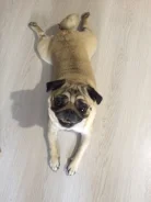 ����. ����