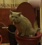 Британская кошка.