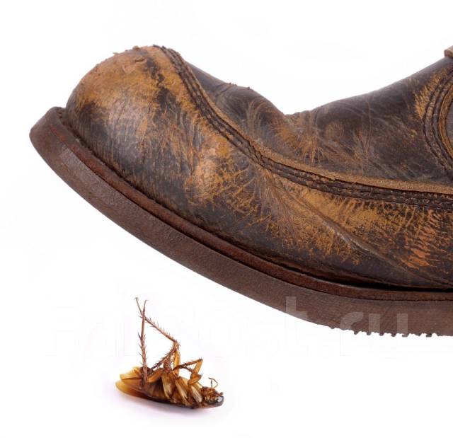 Игра с насекомыми и слизнями. Насекомые гифка. Раздавила букашку. Давить насекомых игра. Раздавила букашку.