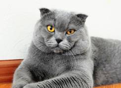 Шотландская вислоухая короткошерстная кошка.